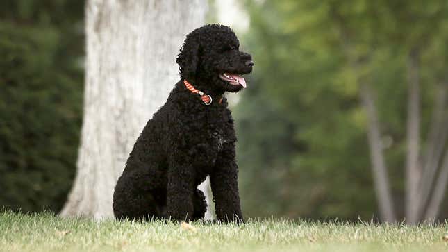 Image for article titled Dogs React To Commander Biden Biting Another Secret Service Officer