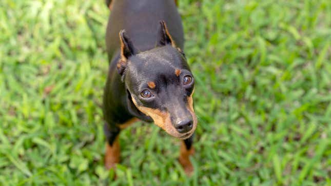 Image for article titled Dogs React To Commander Biden Biting Another Secret Service Officer