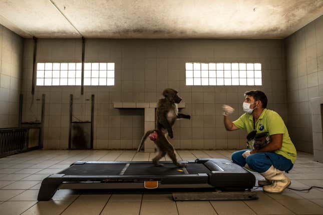 A baboon walks on a treadmill.