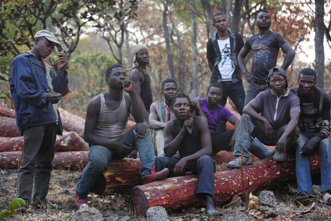 Loggers in Katanga province, DRC are paid around $5 per day.
