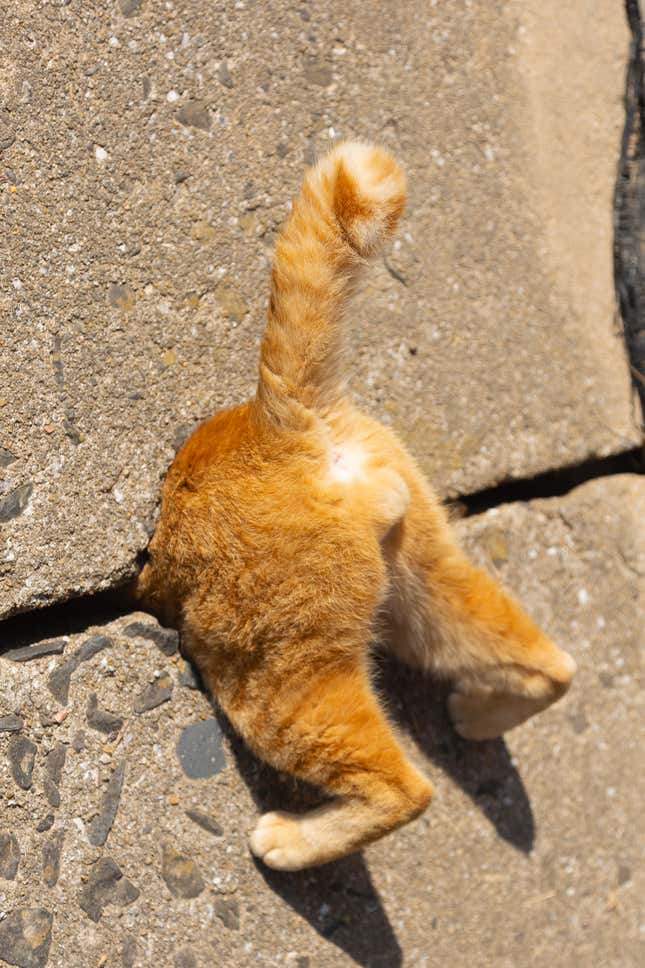 A cat's rear end in a wall.