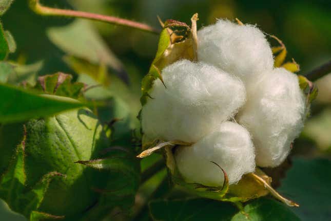 Image for article titled Spokane, Wash., School District Releases Investigation Findings on Cotton-Cleaning Assignment Given to Black Teens