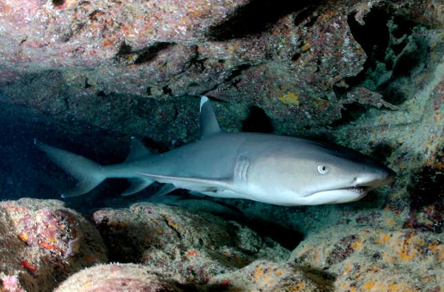 A reef shark amidst some rocks.