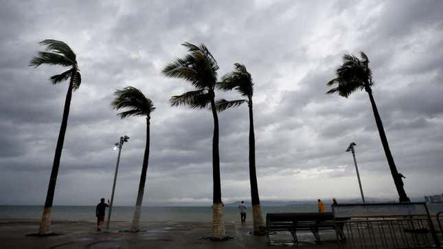 Palm trees withstand the wind in Puerto Vallarta, Jalisco State, Mexico, on October 10, 2023, as Hurricane Lidia came ashore near this popular beach resort in the Mexican Pacific coast. 