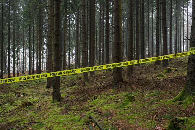 Photo of forest crime scene with “police line do not cross” tied to the tree. 