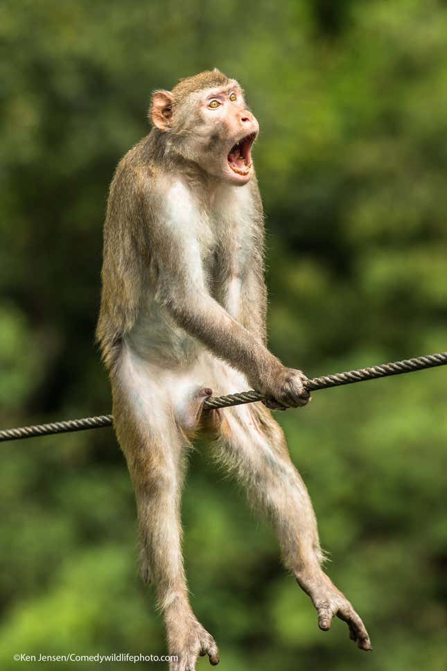 Image for article titled Squished Monkey Balls Win 2021 Comedy Wildlife Photography Awards