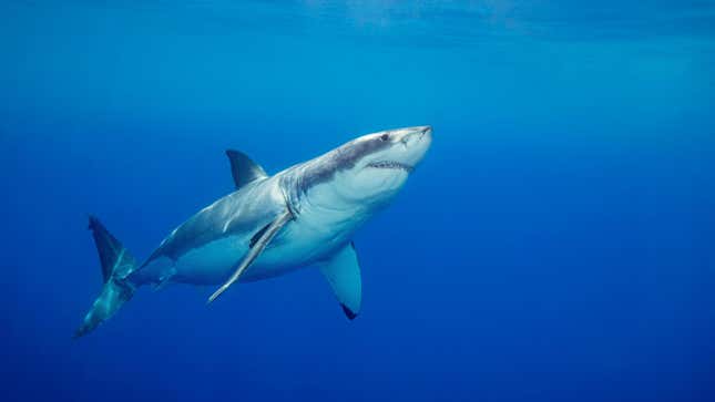 A great white shark.