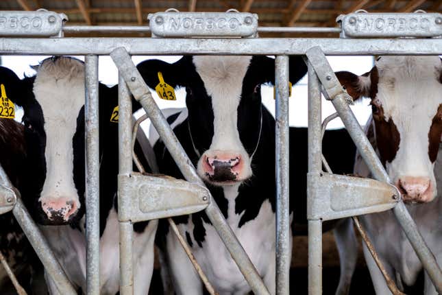 cows at a dairy farm 