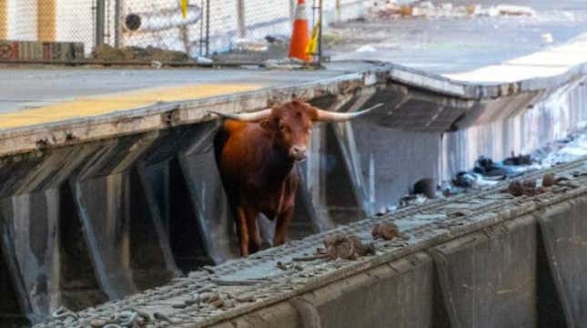 Image for article titled Loose Bull In New Jersey Train Station Surprises Witnesses, Delays Commutes