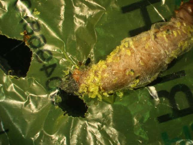 Scientists have discovered a worm that eats plastic bags and leave behind  antifreeze