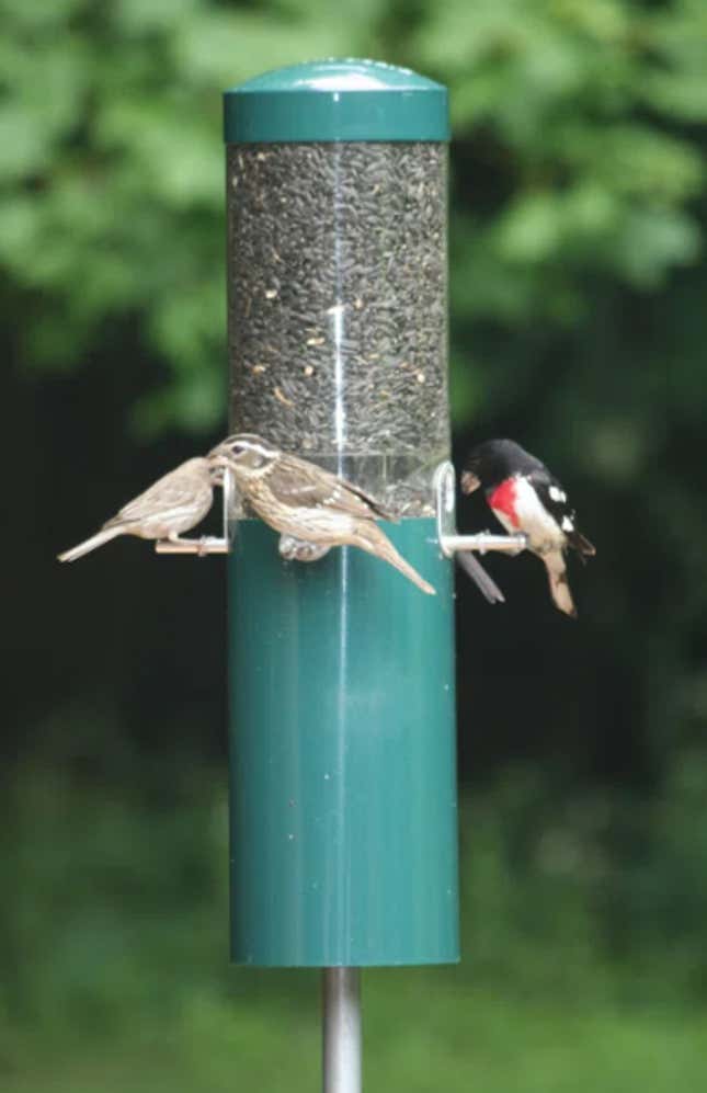 Image for article titled Your Perfect Bird Feeding Solution with Squirrel Proof Classic Bird Feeder with Pole and Squirrel Baffle, 17% Off