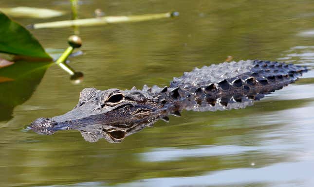 An alligator swims at the Everglades National Park, Fla., April 23, 2012. A group of Floridians plan to host a series of competitions themed according to the collective antics of the beer-loving, gator-possessing, rap-sheet heavy, mullet-wearing social media phenomenon known as “Florida Man.” The games will poke fun at Florida’s reputation for producing strange news stories involving guns, drugs, booze and reptiles — or some combination of the four. (AP Photo/Alan Diaz, file)