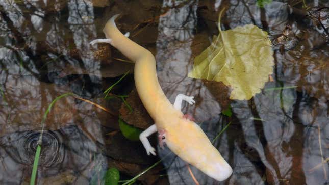 An adult olm in an aboveground spring during the day.