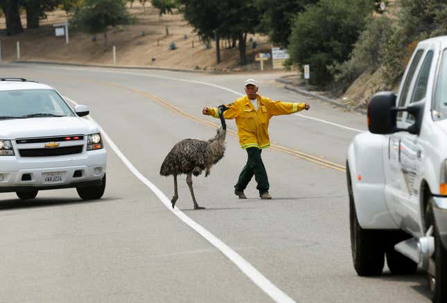 Dangerous crossing. (Reuters/Mike Blake)