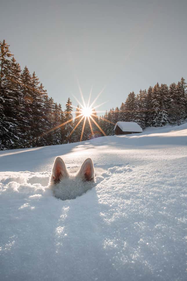 The dog Raasta burying itself in the snow.
