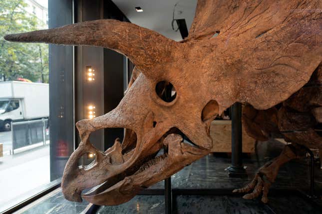“Big John,” the largest known triceratops, could actually be Big Jane. 