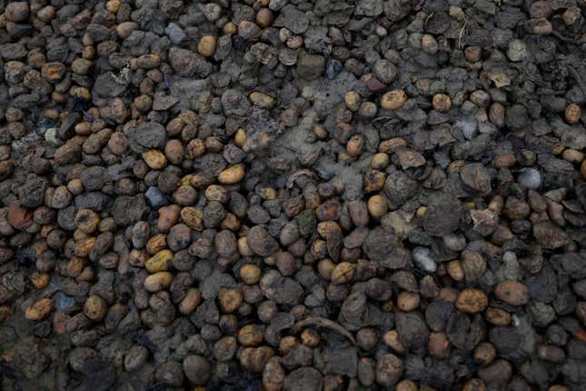 Discarded and waterlogged potatoes sit in a pile at the edge of a field at the Dochy family farm in Ledegem, Belgium, Tuesday, Feb. 13, 2024. Fickle regulations are a key complaint heard from European farmers protesting over the past weeks, setting up a key theme for the upcoming June 6-9 parliamentary elections in the 27-nation European Union. (AP Photo/Virginia Mayo)