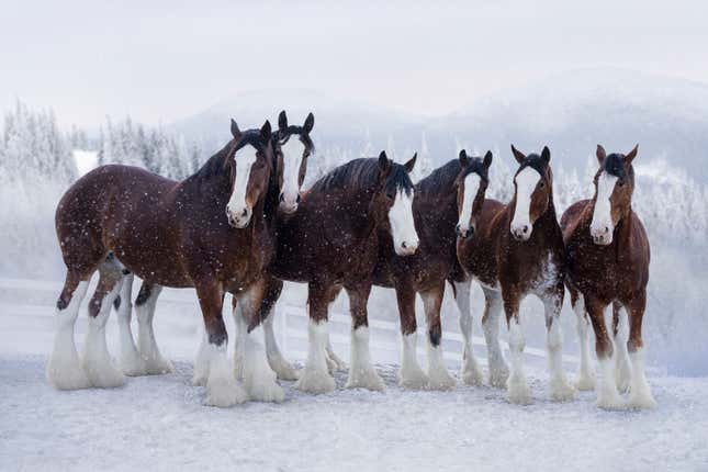 This photo provided by Anheuser-Busch shows the Budweiser 2024 Super Bowl NFL football spot. The perennial Super Bowl advertiser is bringing back fan favorites the Clydesdales and a Labrador, in a nod to previous commercials that aired during advertising’s biggest night. Ahead of Super Bowl 58, some advertisers are releasing ads early in the hope of capitalizing on the buzz leading up to the game. (Anheuser-Busch via AP)