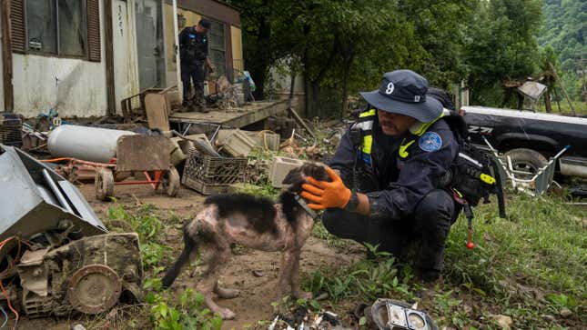 A firefighter from the Lexington Fire Department Search and Rescue team  checks on a dog during a targeted search on Highway 476 where three  people are still unaccounted for on July 31, 2022 near Jackson,  Kentucky.