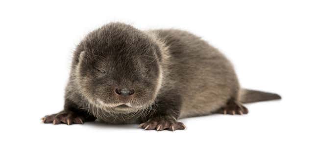 A four-week-old otter pup sleeping