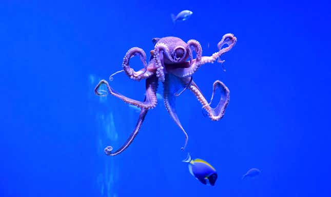 A sentient octopus. 