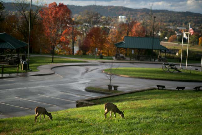 Image for article titled 10 states with the worst deer problems in America