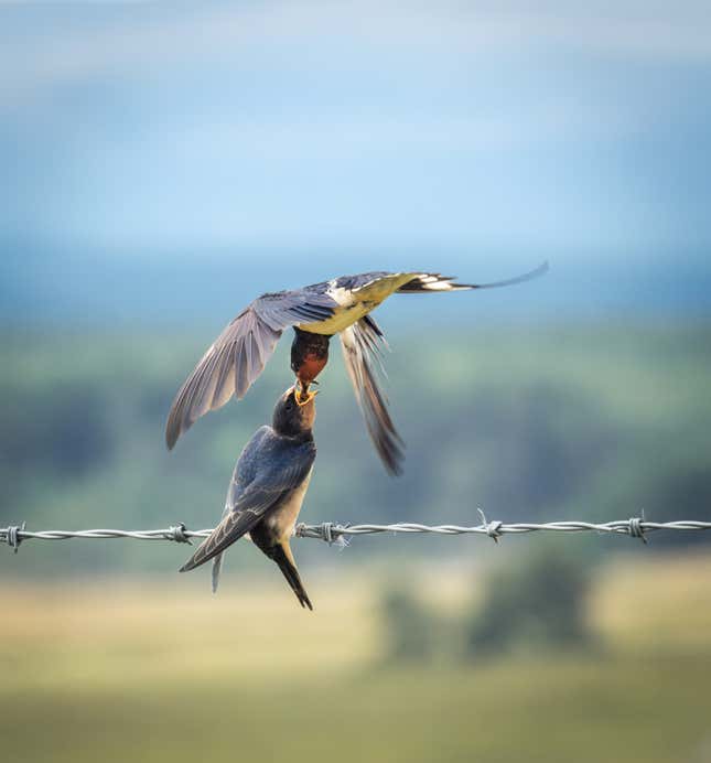 Image for article titled New Award-Winning Nature Photos Showcase Beauty and Chaos