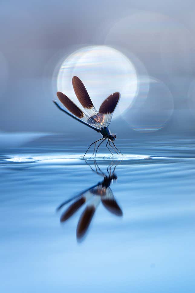 Image for article titled Winning Close-Up Photos Show Life in Sync With Water