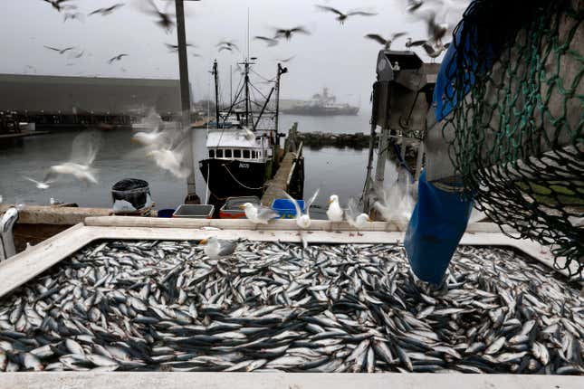 FILE - Herring are unloaded from a fishing boat in Rockland, Maine, July 8, 2015. Conservative and business interests that want to limit the power of regulators think they have a winner in the Atlantic herring and the boats that sweep the modest fish into their holds by the millions. In a Supreme Court term increasingly dominated by cases related to Donald Trump, the justices are about to take up lower-profile but vitally important cases that could rein in government regulations across a wide range of American life. (AP Photo/Robert F. Bukaty, File)