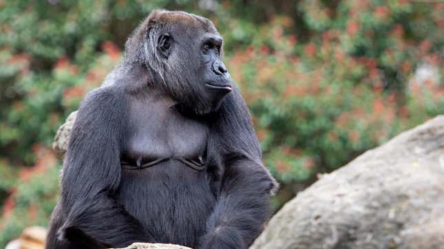 Sukari, a western lowland gorilla at Zoo Atlanta, was one of the gorillas that the researchers observed during this project. 