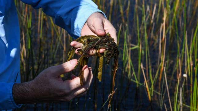 Man holding up algae near waterway