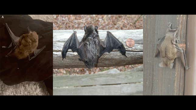Three bat species A) Eptesicus fuscus (big brown bat), B) Lasionycteris noctivagans (silver-haired bat), and C) Tadarida brasiliensis (Mexican free-tailed bat) implicated in three of the U.S. rabies cases reported last year.