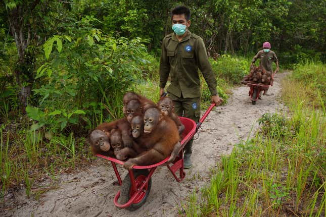 The caretakers here are taking a barrow-full of one- and two-year-old Bornean orangutans to play in the forest, where they will learn some of the basic skills of survival.