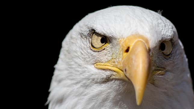 A Bald Eagle crossing its eyes.