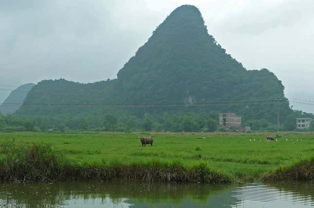 In this Aug. 11, 2016 photo, water buffalo graze amid birds in a field set against a backdrop of irregular karst peaks near Club Med's resort in Guilin, China. The Club Med resort in Guilin, China, reflects Chinese tastes. There’s a contemplative vibe, including a lake with an arched bridge, lush foliage and a setting of limestone mountain peaks. (AP Photo/Kelvin Chan)