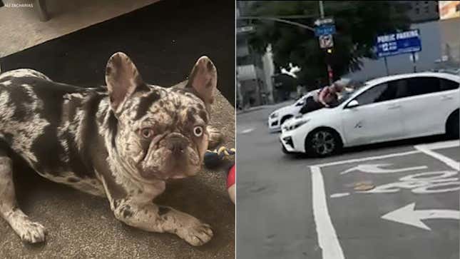 Los Angeles Stolen French Bulldog Onyx