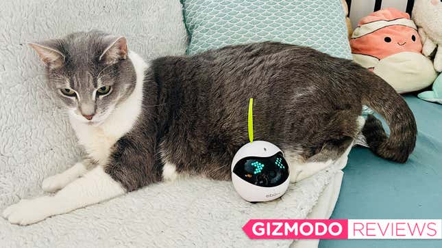 Image for article titled Not Even This Adorable Robot Could Get My Fat Cat to Exercise