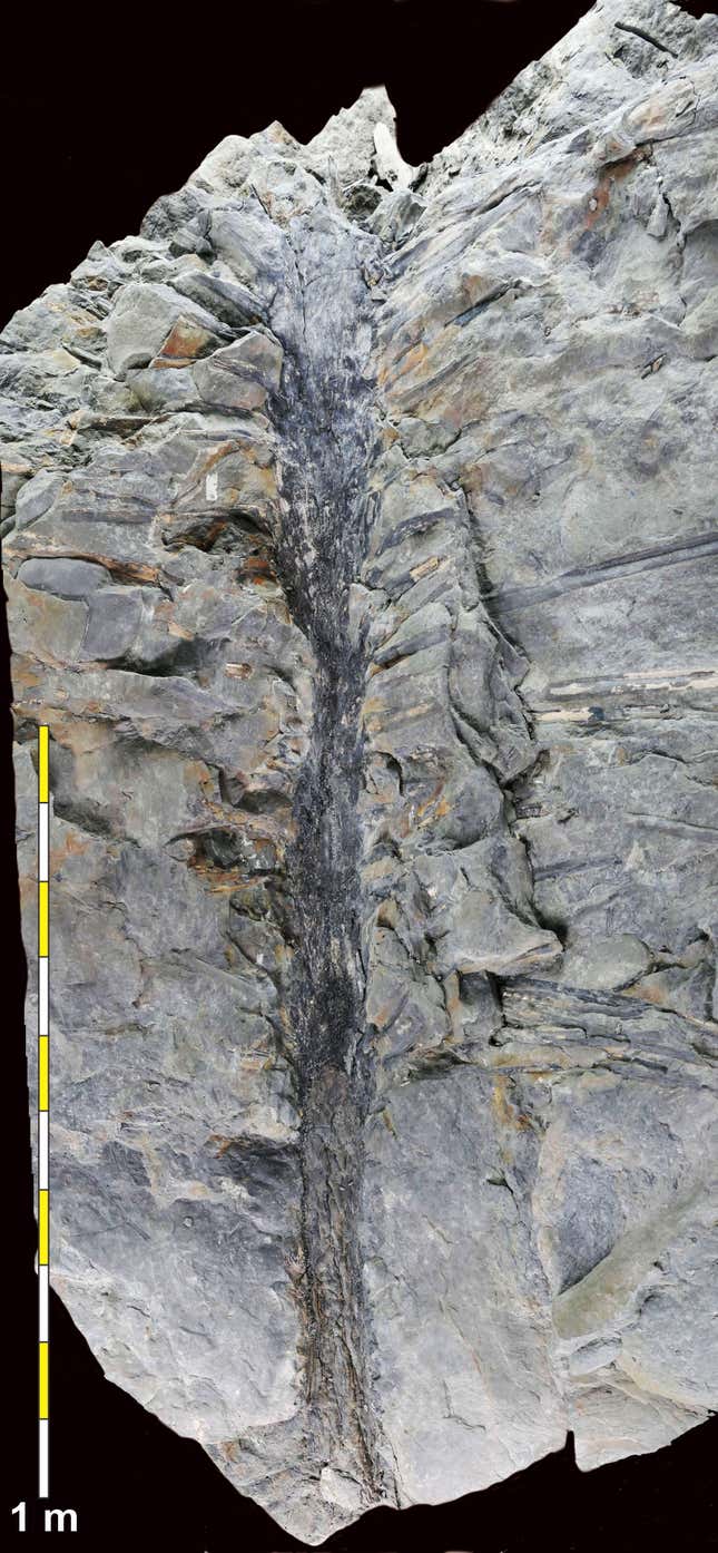 Fossiler Baum, 350 Millionen Jahre alt.