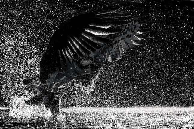 Un águila pescadora capturando peces en blanco y negro.