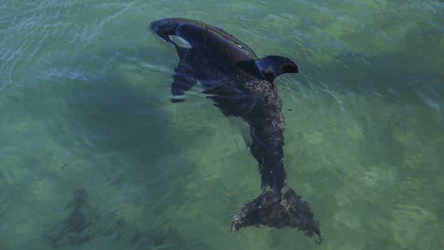 A photo of a killer whale swimming off the coast of New Zealand. 