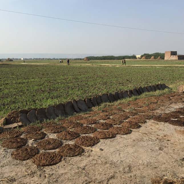 Cow dung chips drying in a field.