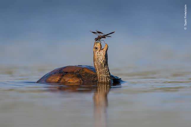 Image for article titled Pick the Best Image in This Nature Photography Contest