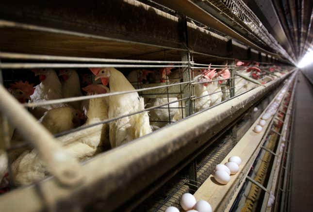 FILE - Chickens stand in their cage at the Rose Acre Farms, Monday, Nov. 16, 2009, near Stuart, Iowa. An Illinois jury ruled Tuesday, Nov. 21, 2023, that several major egg producers, including Rose Acre Farms, conspired to limit the U.S.&#39;s supply of eggs in order to raise prices in a lawsuit first filed 12 years ago. (AP Photo/Charlie Neibergall, File)