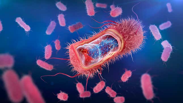 An illustration of Escherichia coli bacteria