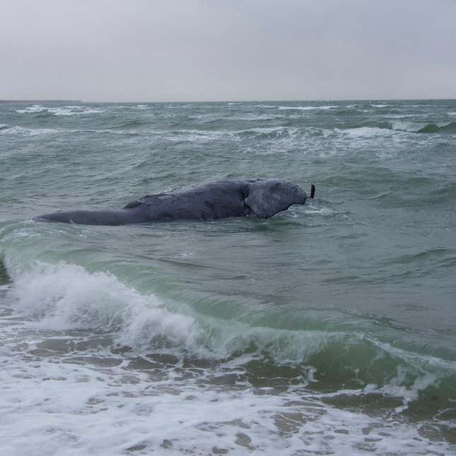 In this photo provided by Woods Hole Oceanographic Institution, a female right whale was found dead off Martha&#39;s Vineyard, Mass., on Sunday, Jan. 28, 2024. Federal authorities say a rare whale found dead off Massachusetts shows potential evidence of injury from entanglement in fishing gear, which is one of the most pressing threats to the species. (Michael Moore/©Woods Hole Oceanographic Institution via AP)