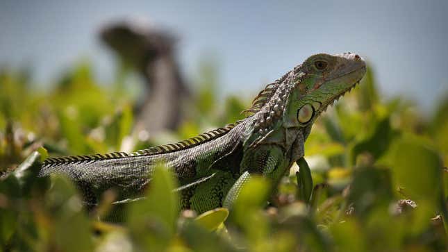 An iguana in Miami, Florida.