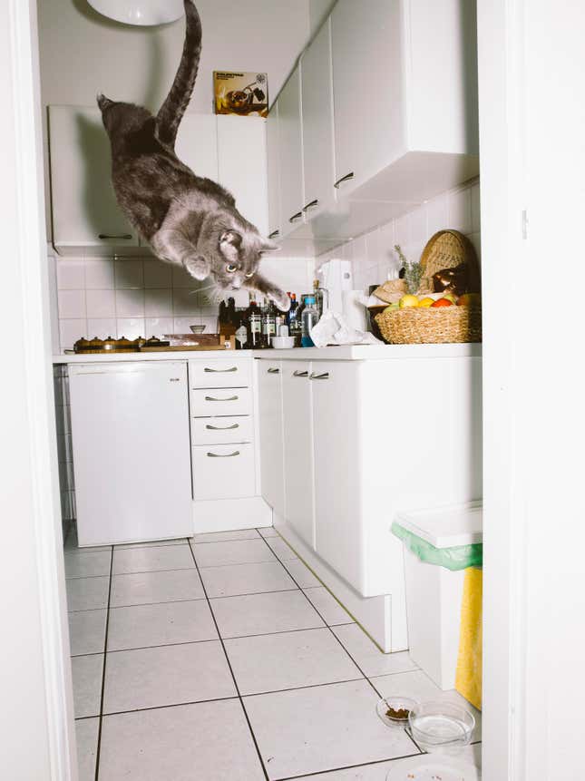 Image for article titled What cats do when we’re not watching