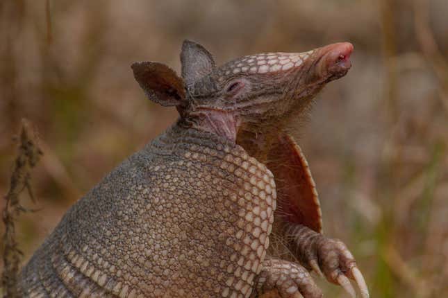 Nine-banded armadillos like this one will likely thrive under climate change.