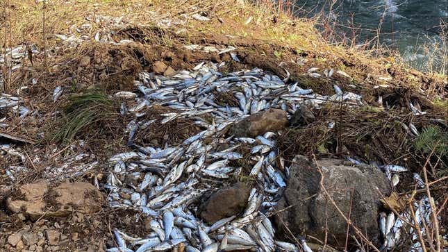 A photo of piles of dead fish by the side of a river. 