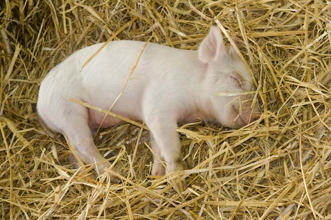 A piglet sleeping in straw.